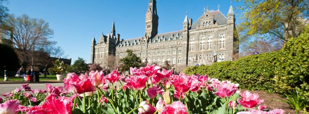 Healy building in the background under blue sky with pink tulips in the foreground.